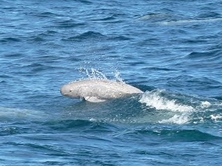 海辺にいる危険な生物
